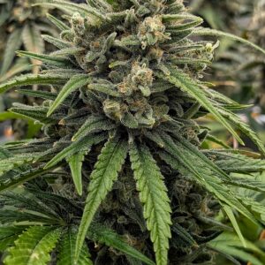 Flowering Week - 11 - God’s Gift - 6