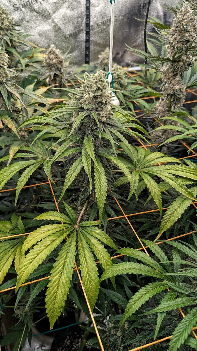 bbs-grow-diaries/week-542992-diary-528437-user-38149-69646c4125fac