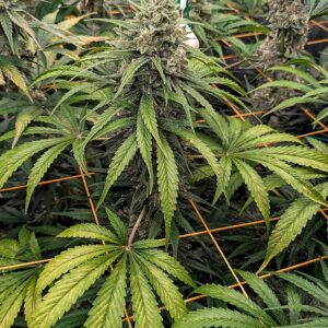 Flowering Week - 11 - God’s Gift - 7