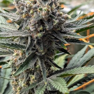 Flowering Week - 11 - God’s Gift - 8