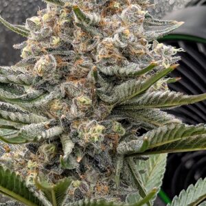 Flowering Week - 11 - Granddaddy Purple - 2