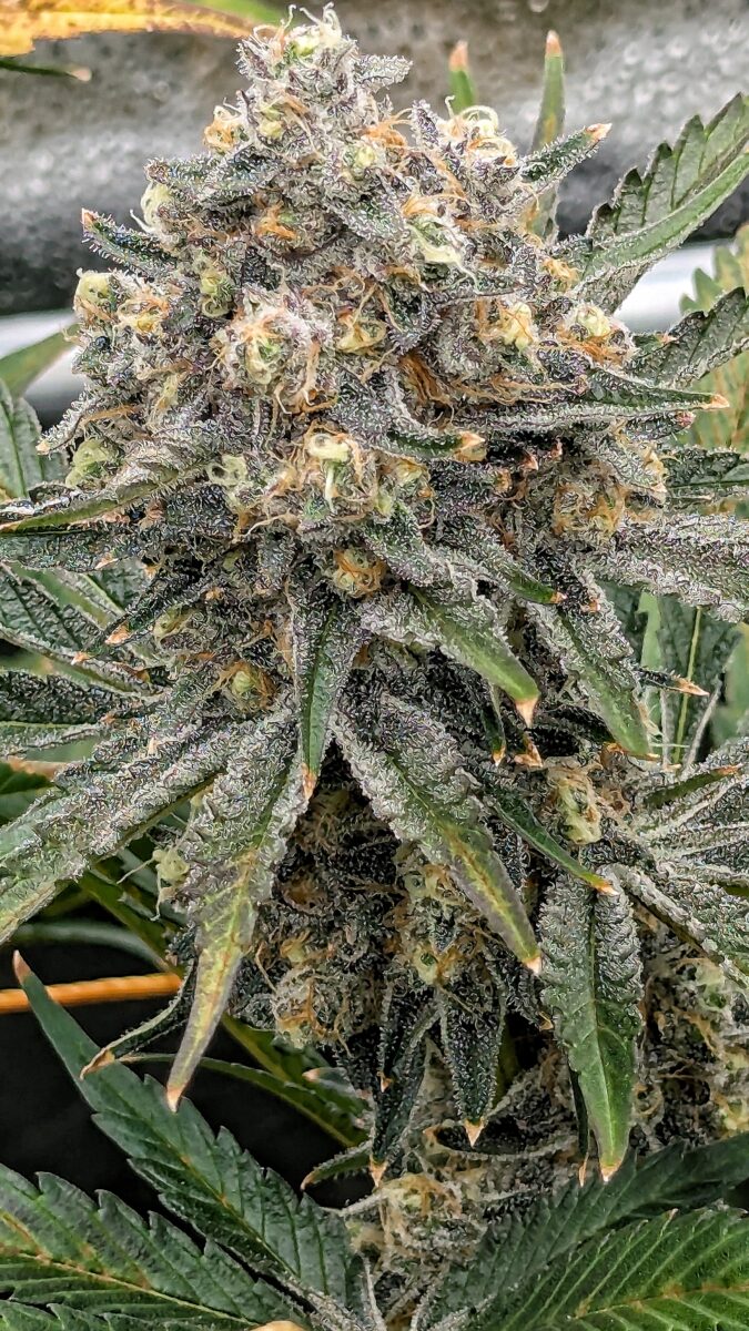 bbs-grow-diaries/week-542997-diary-528534-user-38149-696470aeb0f74