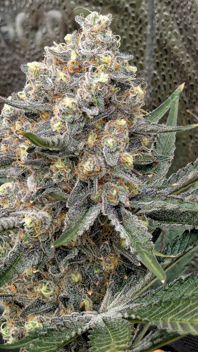 bbs-grow-diaries/week-542997-diary-528534-user-38149-696470b0c9867