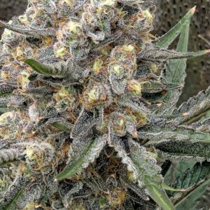 Flowering Week - 11 - Granddaddy Purple - 4