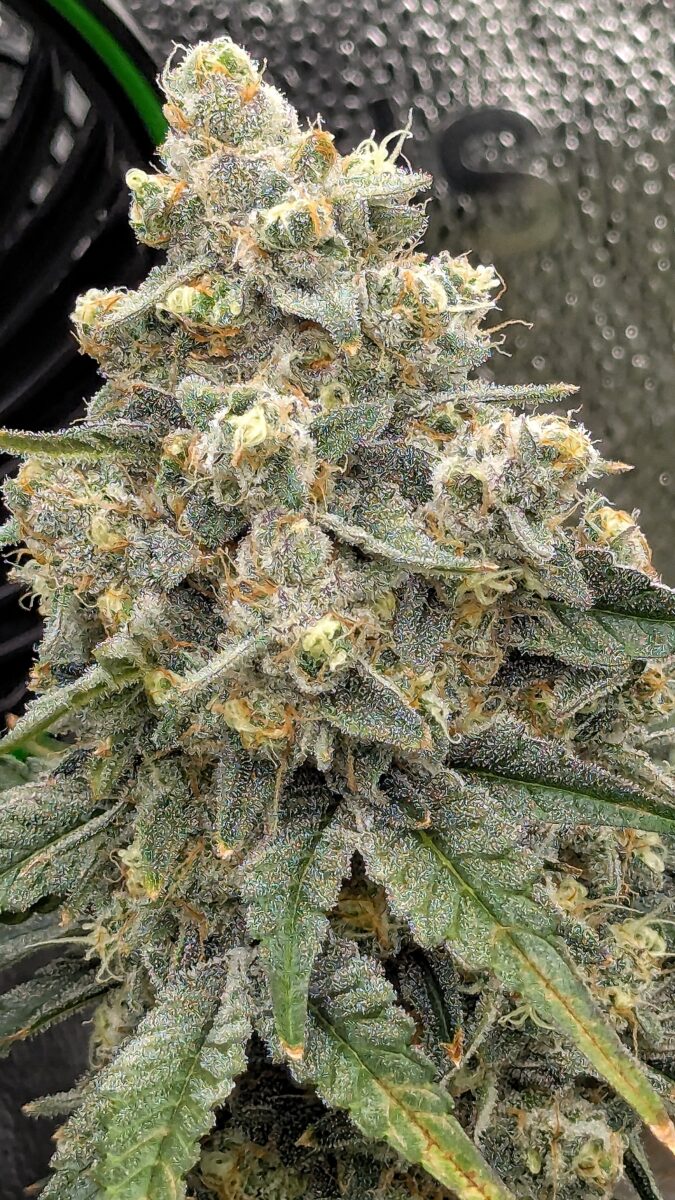 bbs-grow-diaries/week-542997-diary-528534-user-38149-696470b2c82e3