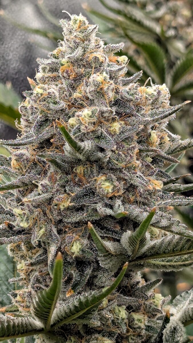 bbs-grow-diaries/week-542997-diary-528534-user-38149-696470b55aa8b