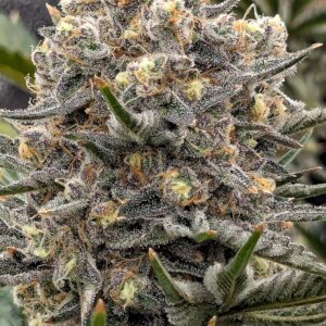 Flowering Week - 11 - Granddaddy Purple - 6