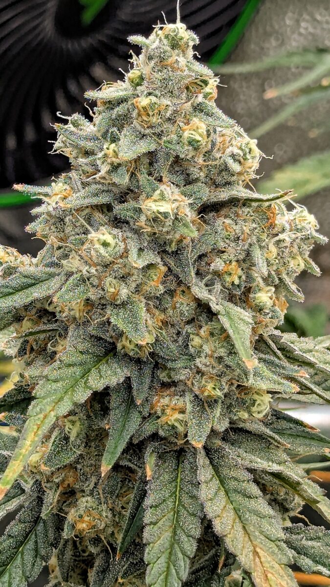 bbs-grow-diaries/week-542997-diary-528534-user-38149-696470b7734e9