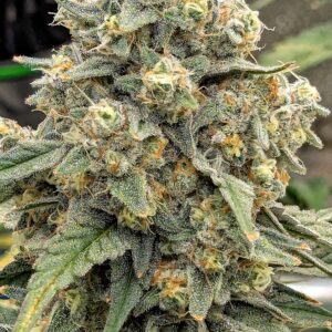 Flowering Week - 11 - Granddaddy Purple - 7