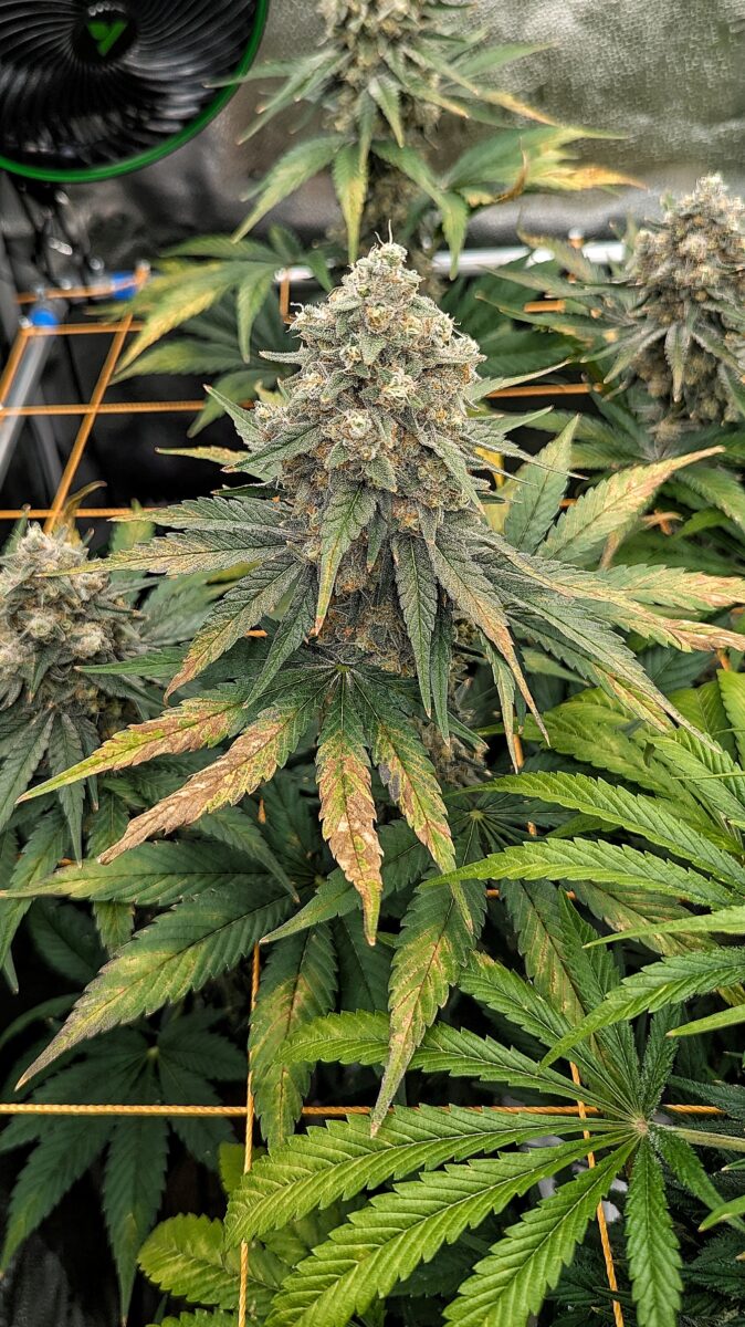 bbs-grow-diaries/week-542997-diary-528534-user-38149-696470b984495