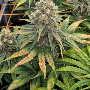 Flowering Week - 11 - Granddaddy Purple - 8