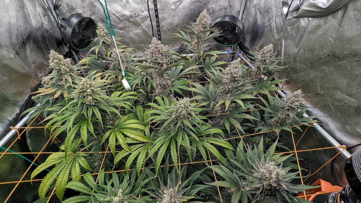 bbs-grow-diaries/week-542997-diary-528534-user-38149-696470bb94a67