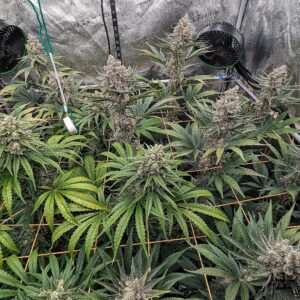 Granddaddy Purple - Flowering Week - 11