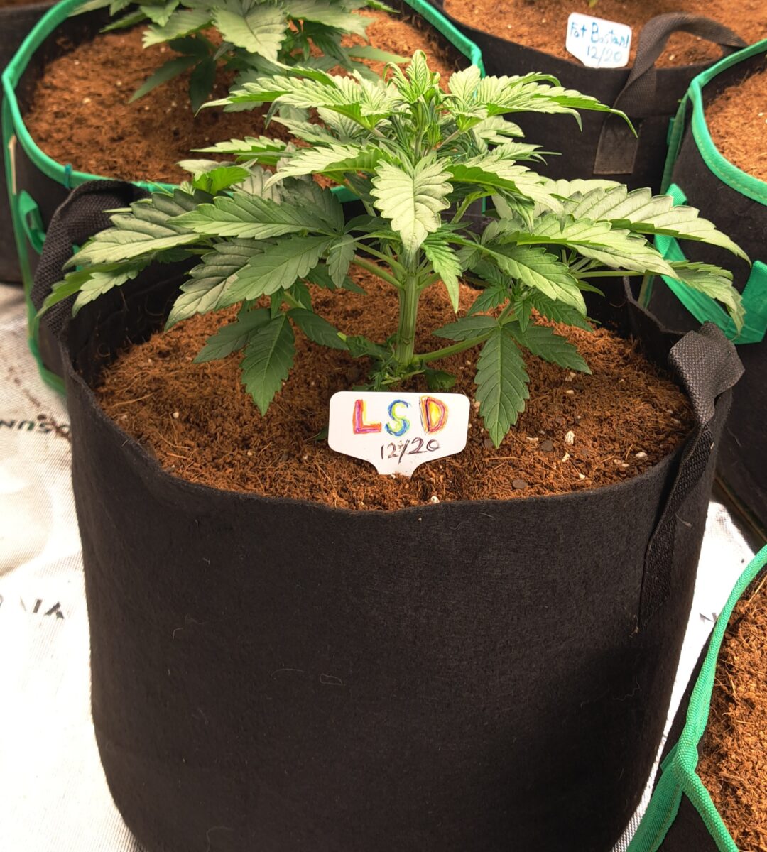 bbs-grow-diaries/week-543221-diary-543220-user-46512-6965a0c1cf6bd