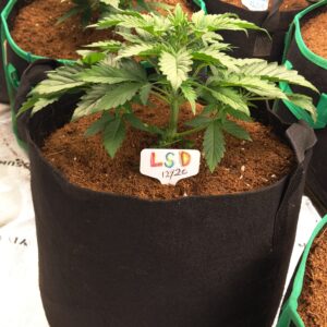 Vegetation Week - 3 - Permanent Marker Auto - 1