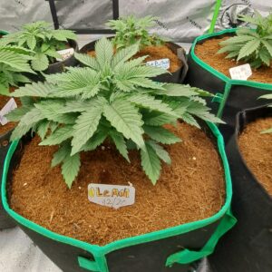 Vegetation Week - 3 - Permanent Marker Auto - 2