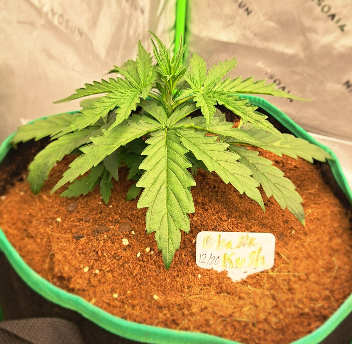 bbs-grow-diaries/week-543221-diary-543220-user-46512-6965a0c5a2b26