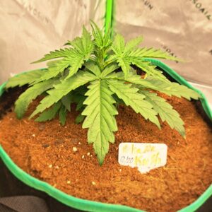 Vegetation Week - 3 - Permanent Marker Auto - 3