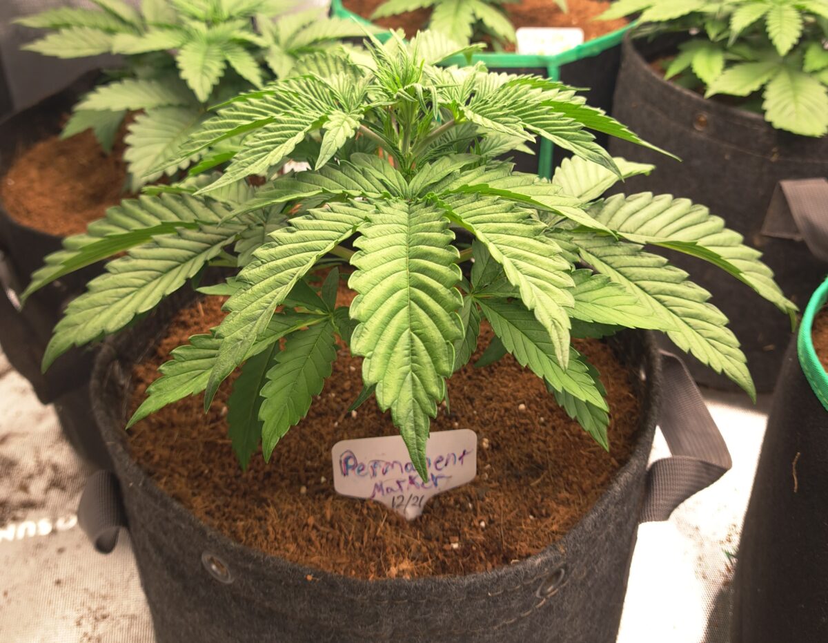 bbs-grow-diaries/week-543221-diary-543220-user-46512-6965a0c787641