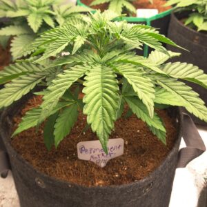 Vegetation Week - 3 - Permanent Marker Auto - 4