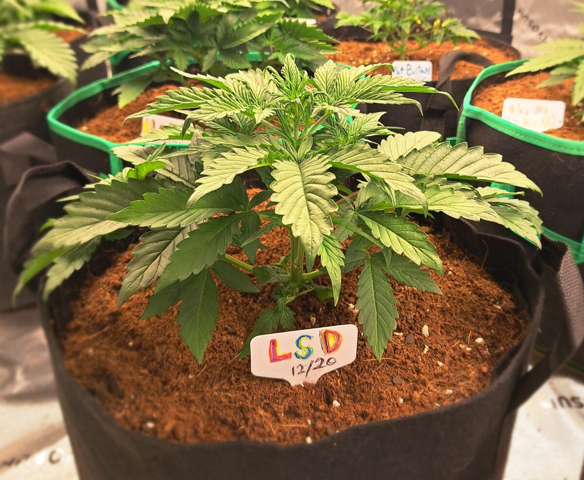 bbs-grow-diaries/week-543221-diary-543220-user-46512-6965a0c96775c