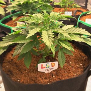 Vegetation Week - 3 - Permanent Marker Auto - 5