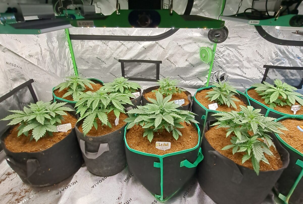 bbs-grow-diaries/week-543221-diary-543220-user-46512-6965a0cb2ce46