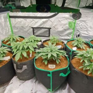 Vegetation Week - 3 - Permanent Marker Auto - 6