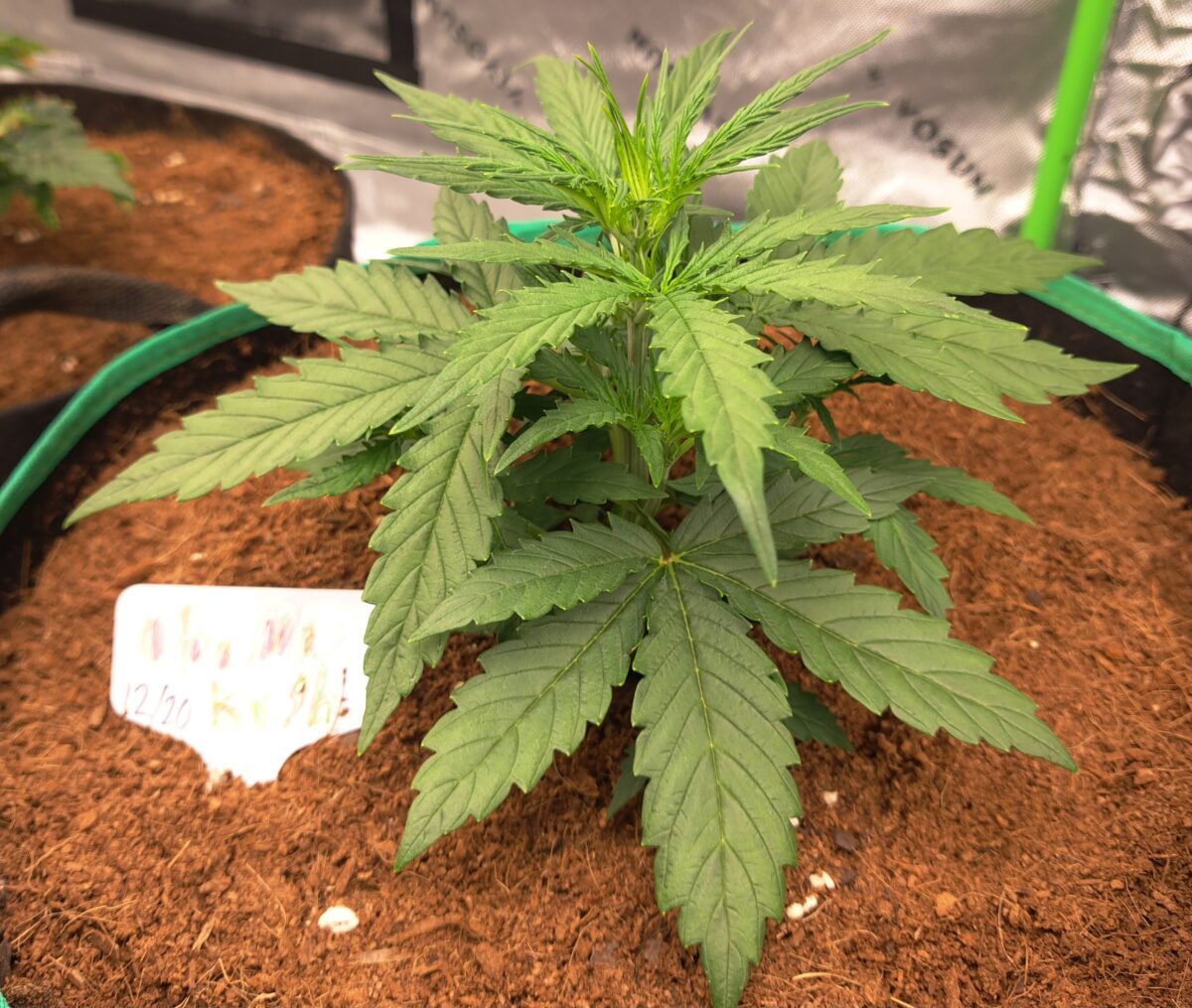 bbs-grow-diaries/week-543221-diary-543220-user-46512-6965a0cee1a1a