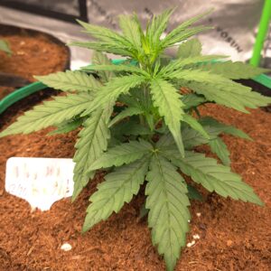 Vegetation Week - 3 - Permanent Marker Auto - 8