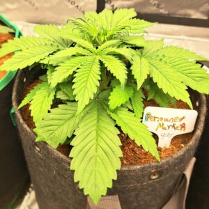 Vegetation Week - 3 - Permanent Marker Auto - 9