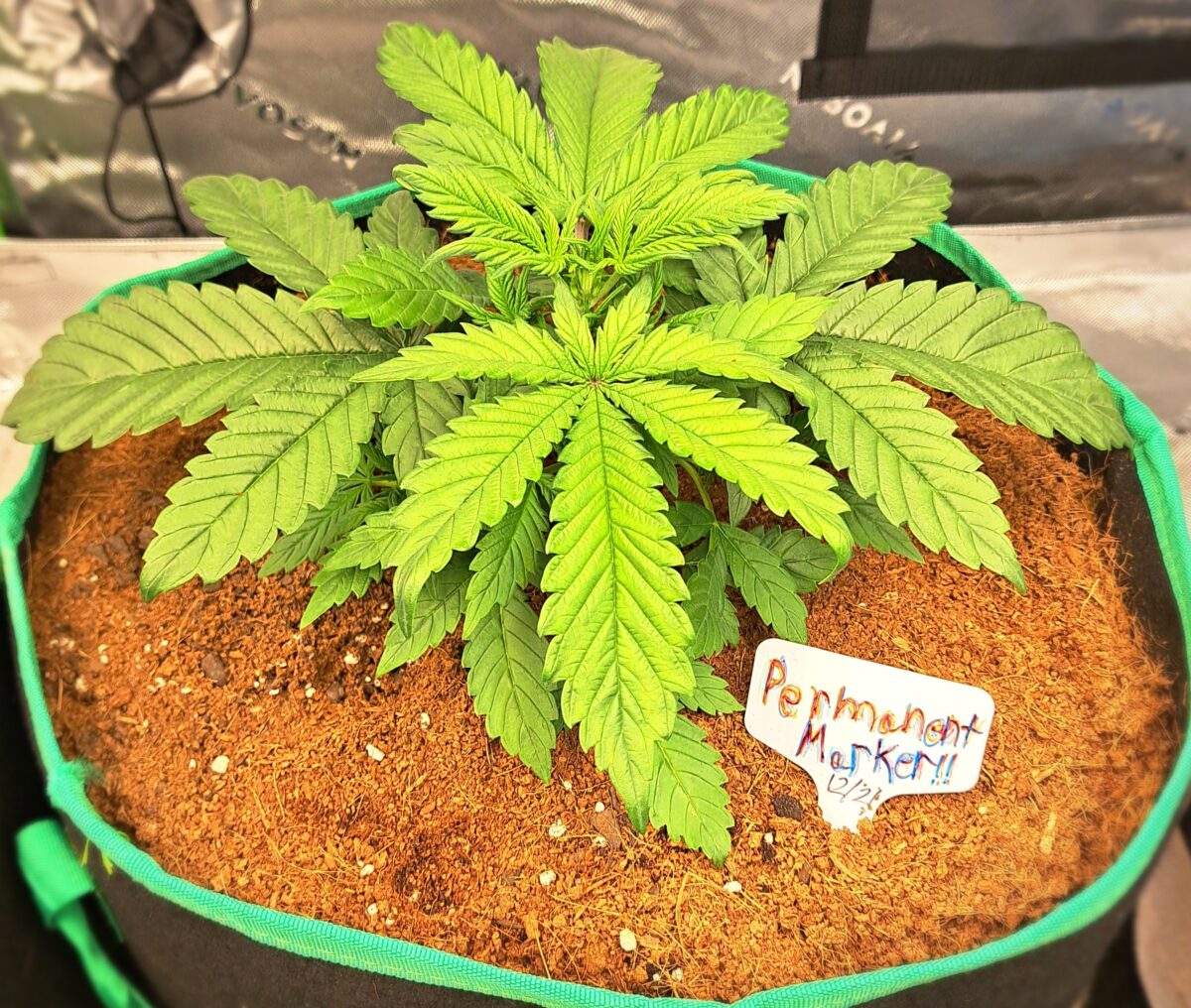 bbs-grow-diaries/week-543221-diary-543220-user-46512-6965a0d3c3c2b