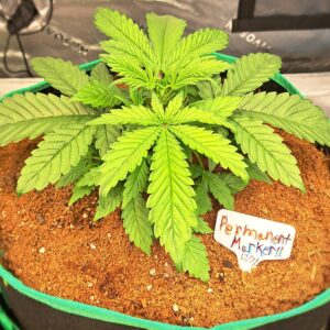 Vegetation Week - 3 - Permanent Marker Auto - 10