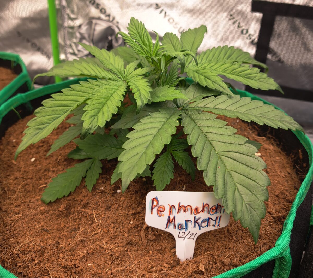 bbs-grow-diaries/week-543221-diary-543220-user-46512-6965a0d5a5add