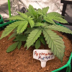 Vegetation Week - 3 - Permanent Marker Auto - 11