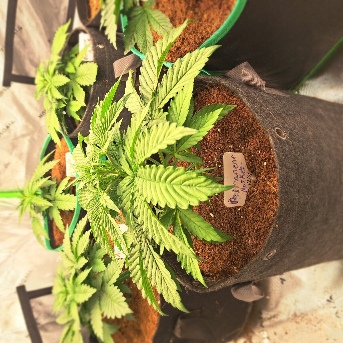 bbs-grow-diaries/week-543221-diary-543220-user-46512-6965a0d803ca1