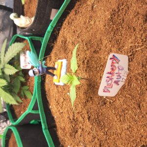 Permanent Marker Auto - Vegetation Week - 3