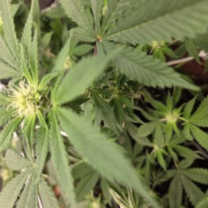 Flowering Week - 9 - Fat Bastard - 1