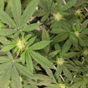 Flowering Week - 9 - Fat Bastard - 2