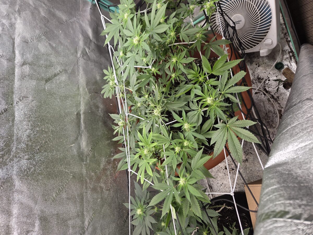 bbs-grow-diaries/week-543235-diary-527521-user-4550-6965c54edfe62