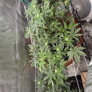 Flowering Week - 9 - Fat Bastard - 3