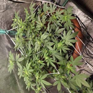 Fat Bastard - Flowering Week - 9