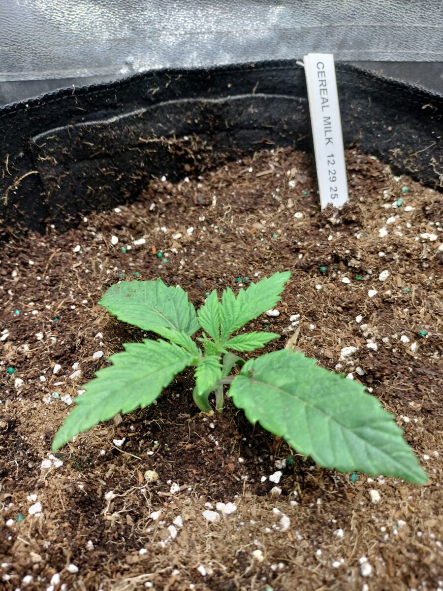 bbs-grow-diaries/week-543388-diary-542782-user-9188-696641742f427