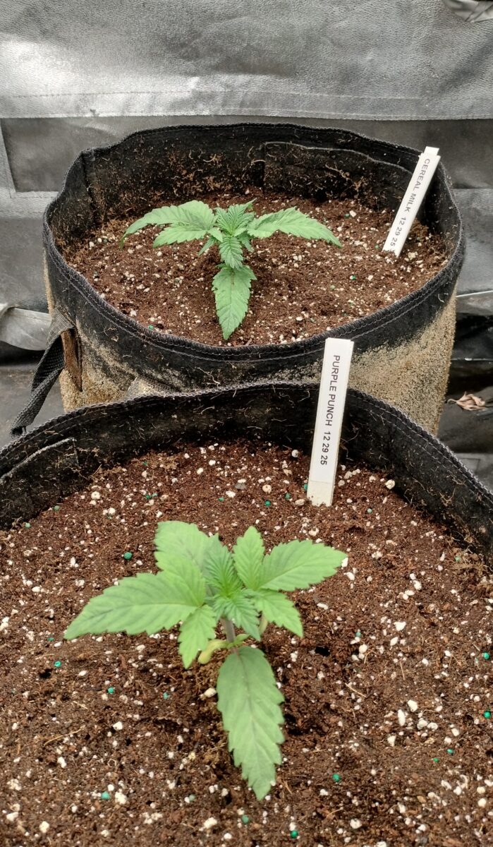 bbs-grow-diaries/week-543389-diary-542789-user-9188-69664220dd56a