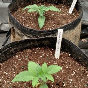 Vegetation Week - 2 - Purple Punch - 1