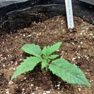 Purple Punch - Vegetation Week - 2