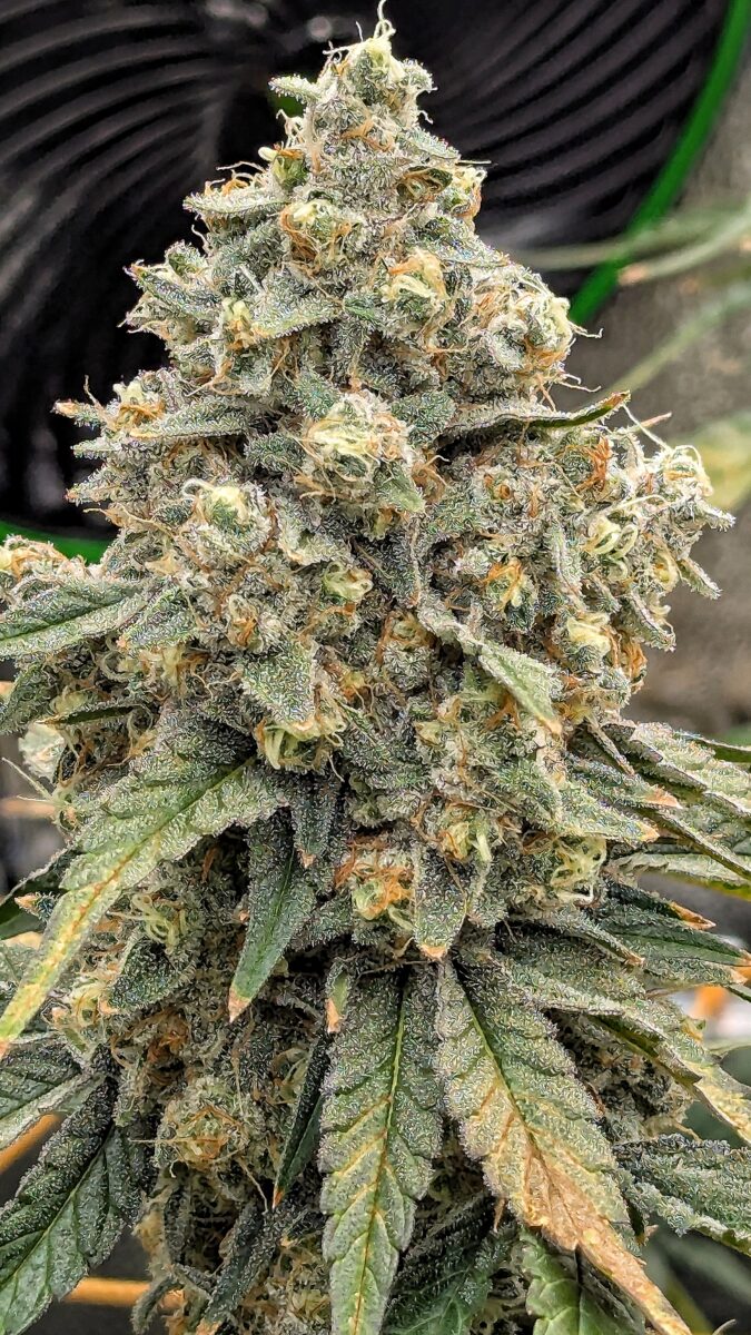 bbs-grow-diaries/week-544213-diary-528534-user-38149-696ab304ee551