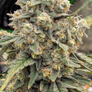 Flowering Week - 12 - Granddaddy Purple - 2