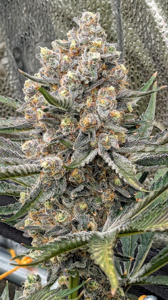 bbs-grow-diaries/week-544213-diary-528534-user-38149-696ab307046fe