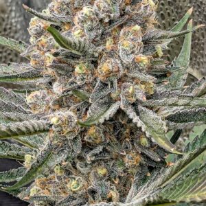 Flowering Week - 12 - Granddaddy Purple - 3